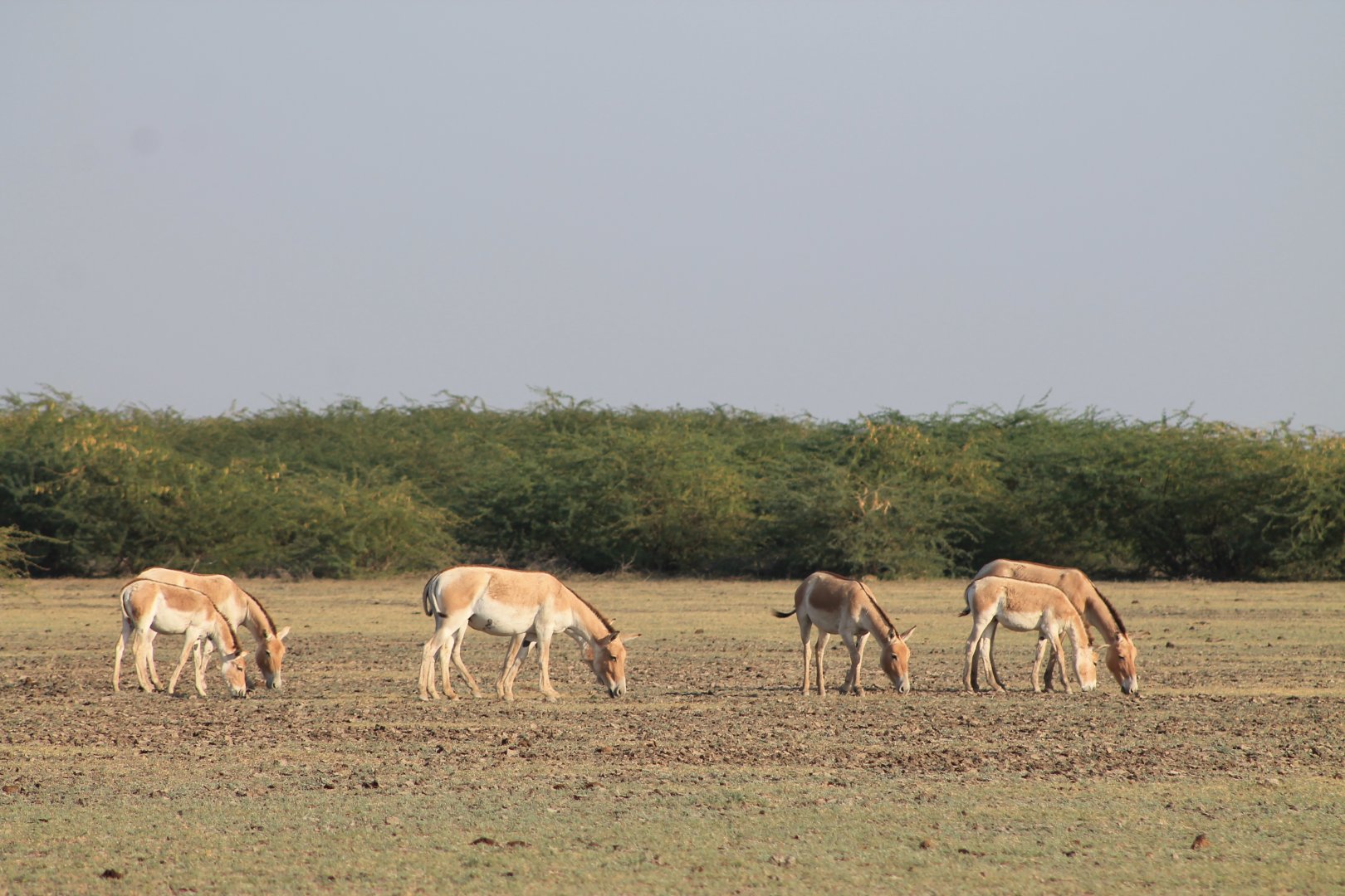 Indian Wild Ass (Equus hemionus khur)