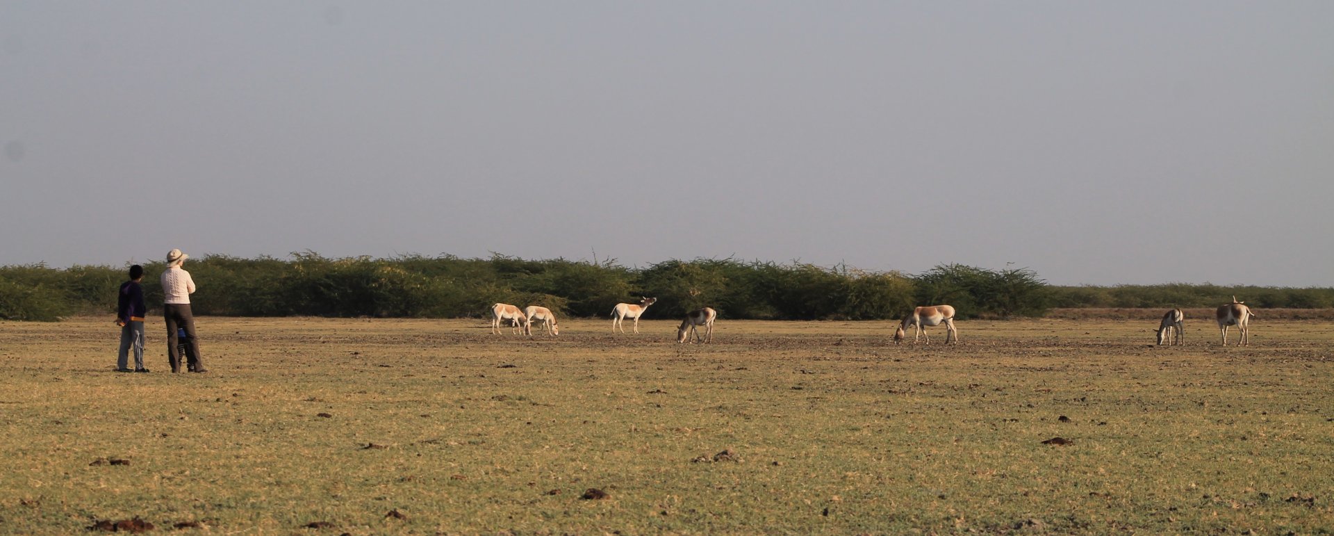 Indian Wild Ass (Equus hemionus khur)