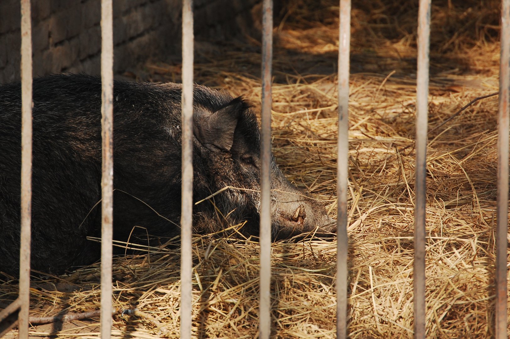 Indian wild boar - Lahore zoo 17/11/2019