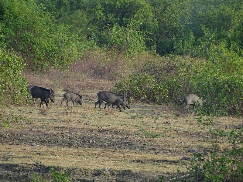 Indian wild boars