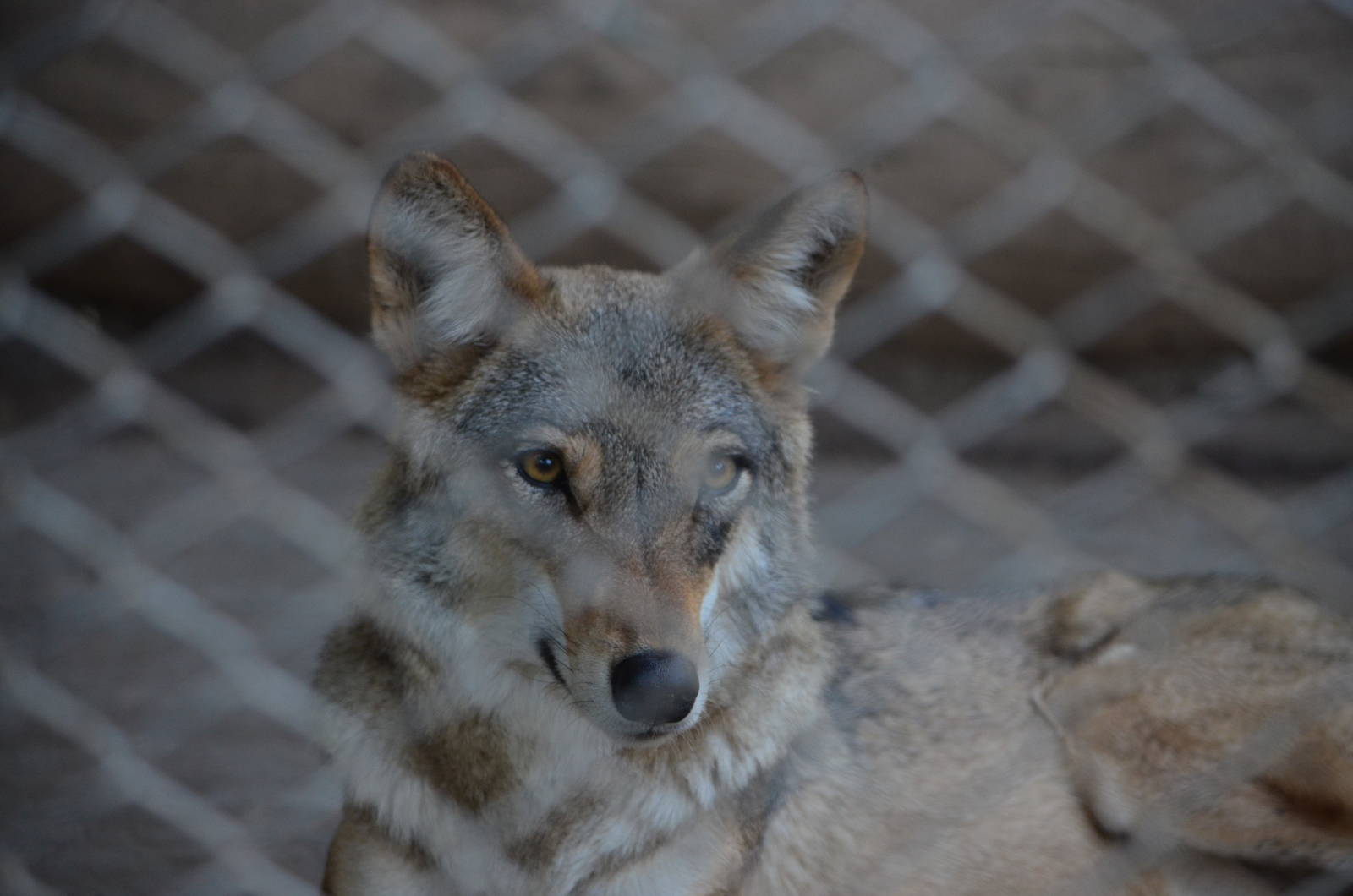Indian Wolf (Canis lupus pallipes)