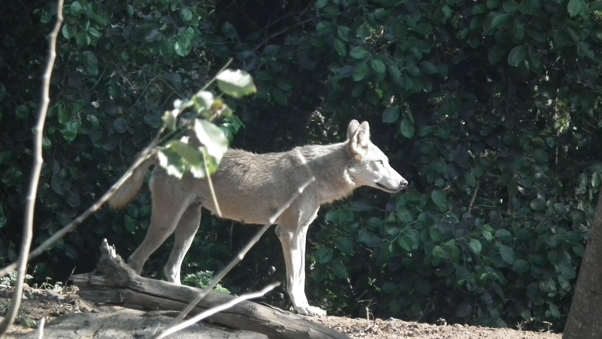 Indian Wolf (Canis lupus pallipes)