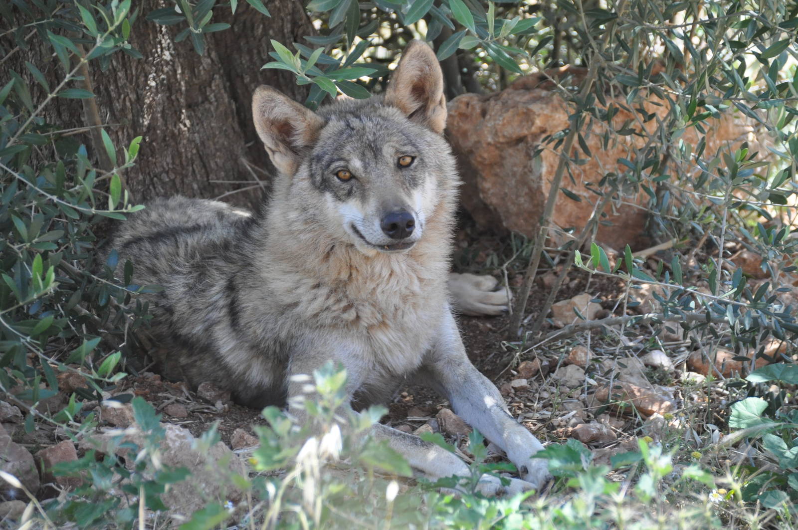 Indian wolf / Canis lupus pallipus