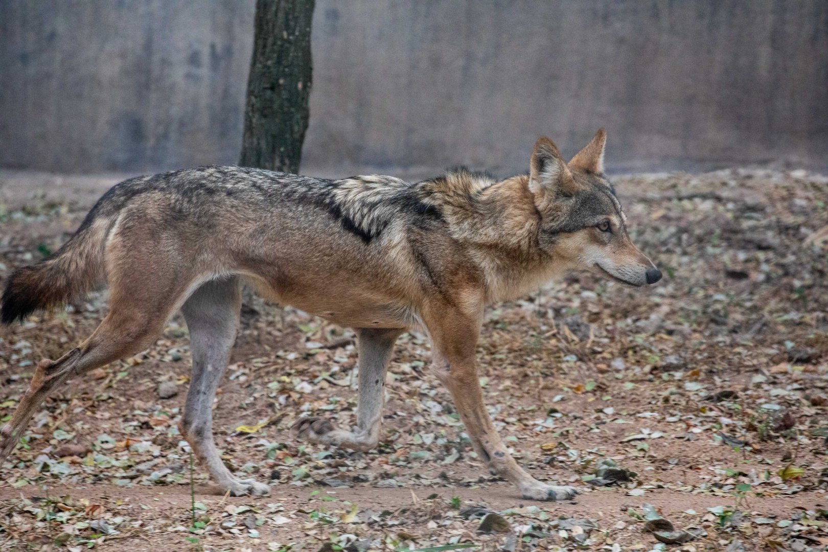 Indian Wolf （Canis lupus）