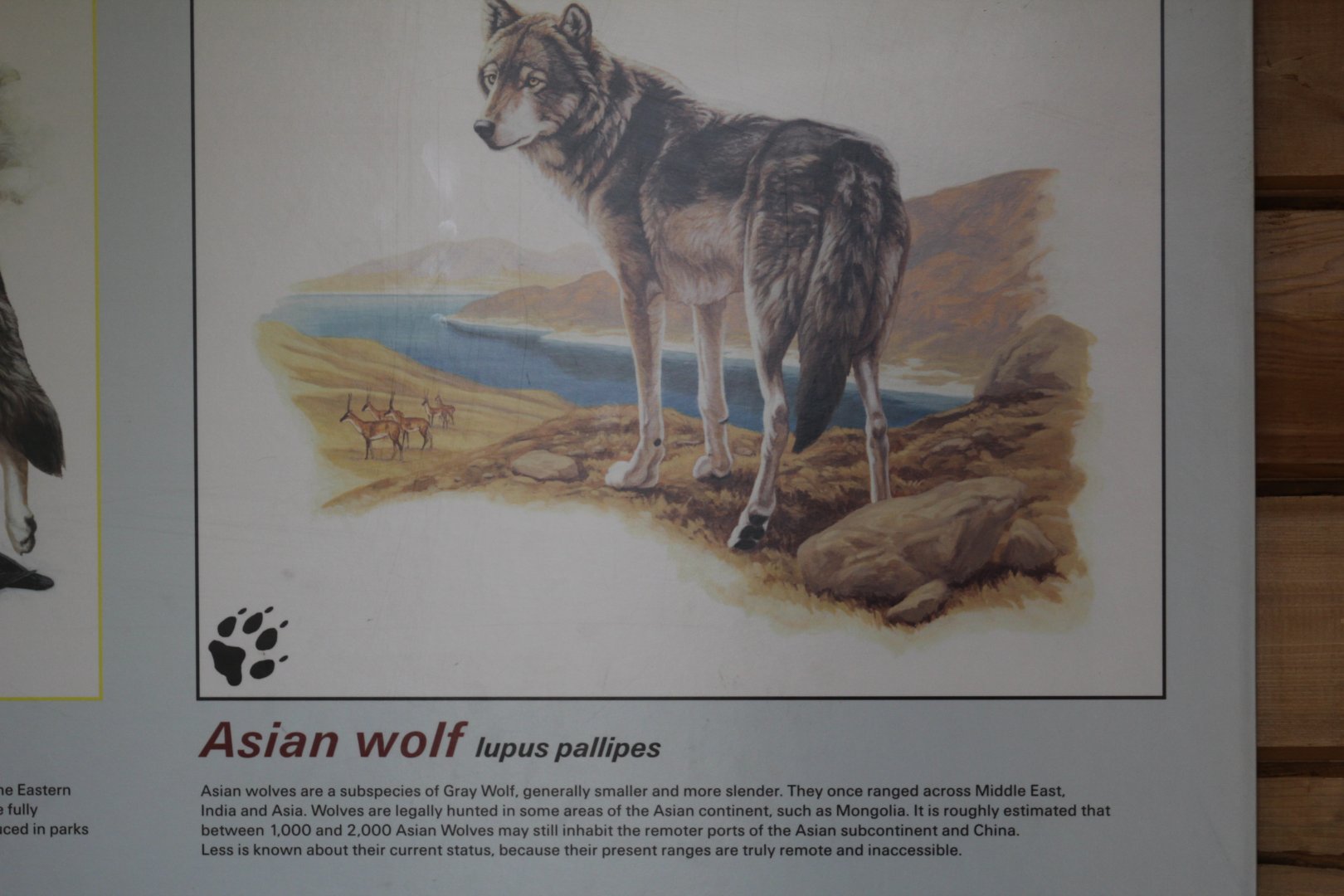 Indian Wolf Info.