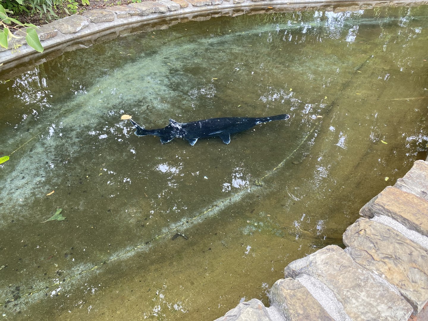 Indiana State Fair - American Paddlefish