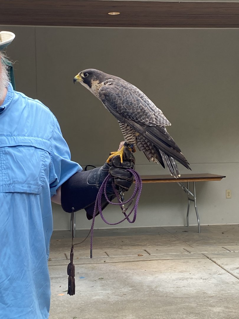 Indiana State Fair - Peregrine Falcon