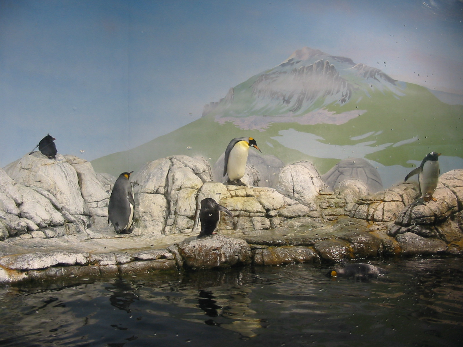 Indianapolis Zoo 2003 - Mixed Penguin exhibit