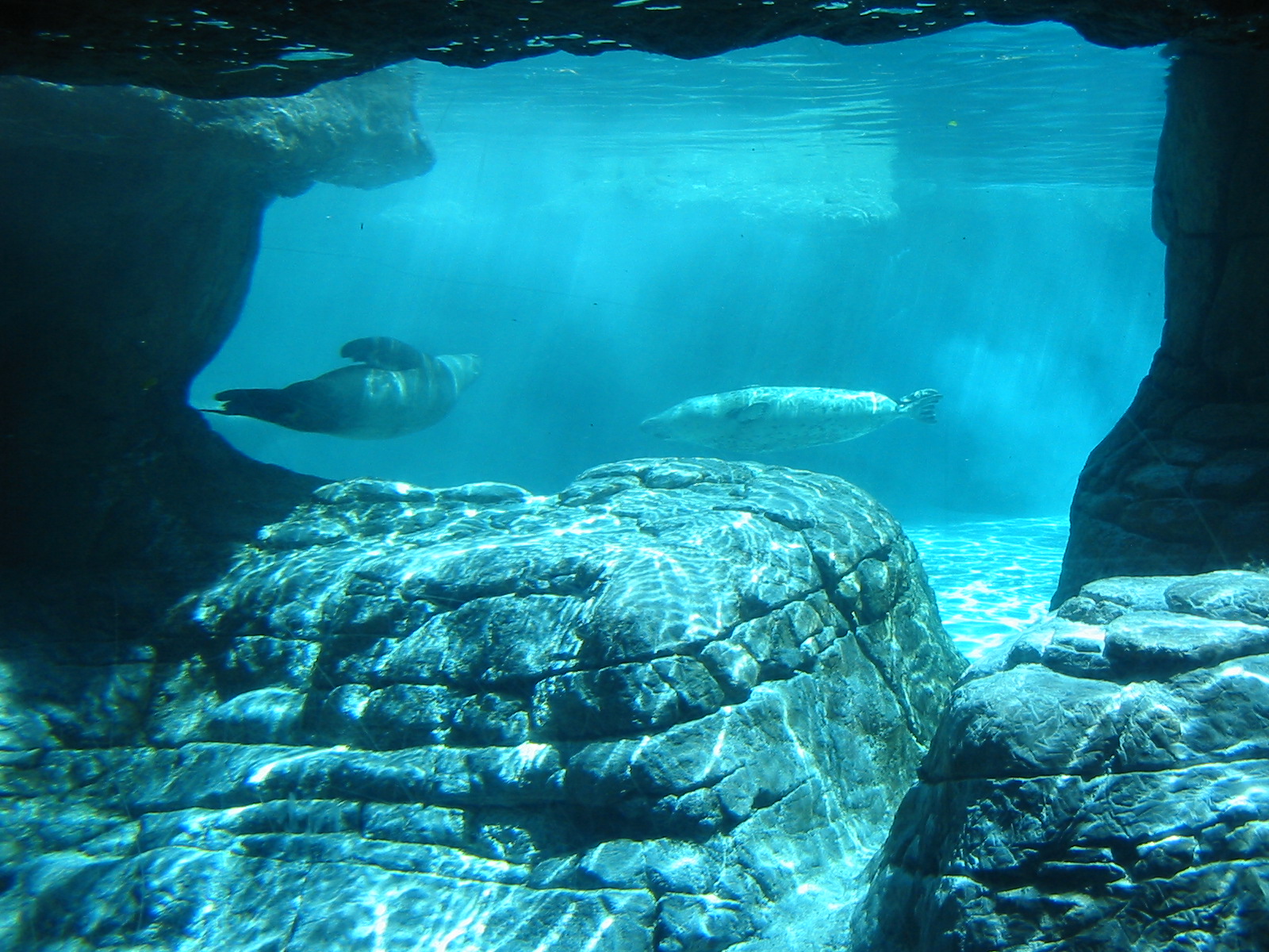 Indianapolis Zoo 2003 - Mixed Pinniped exhibit underwater viewing