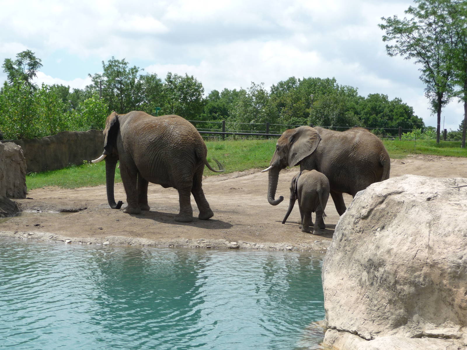 Indianapolis Zoo - African Elephants