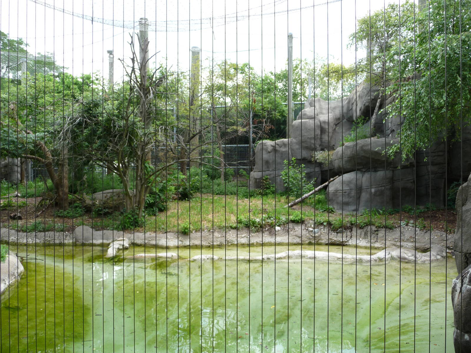 Indianapolis Zoo - Amur Tiger Exhibit
