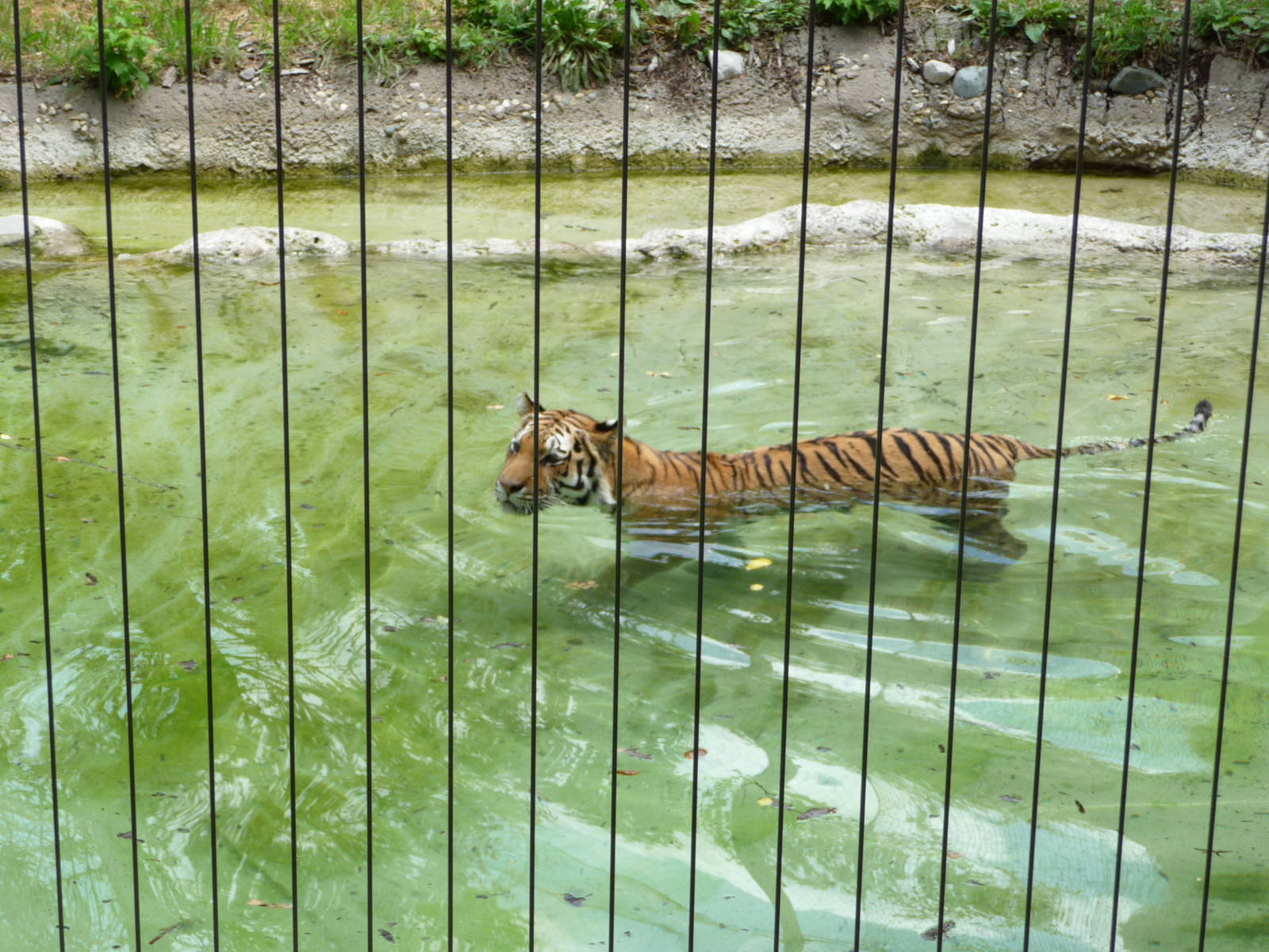 Indianapolis Zoo - Amur Tiger