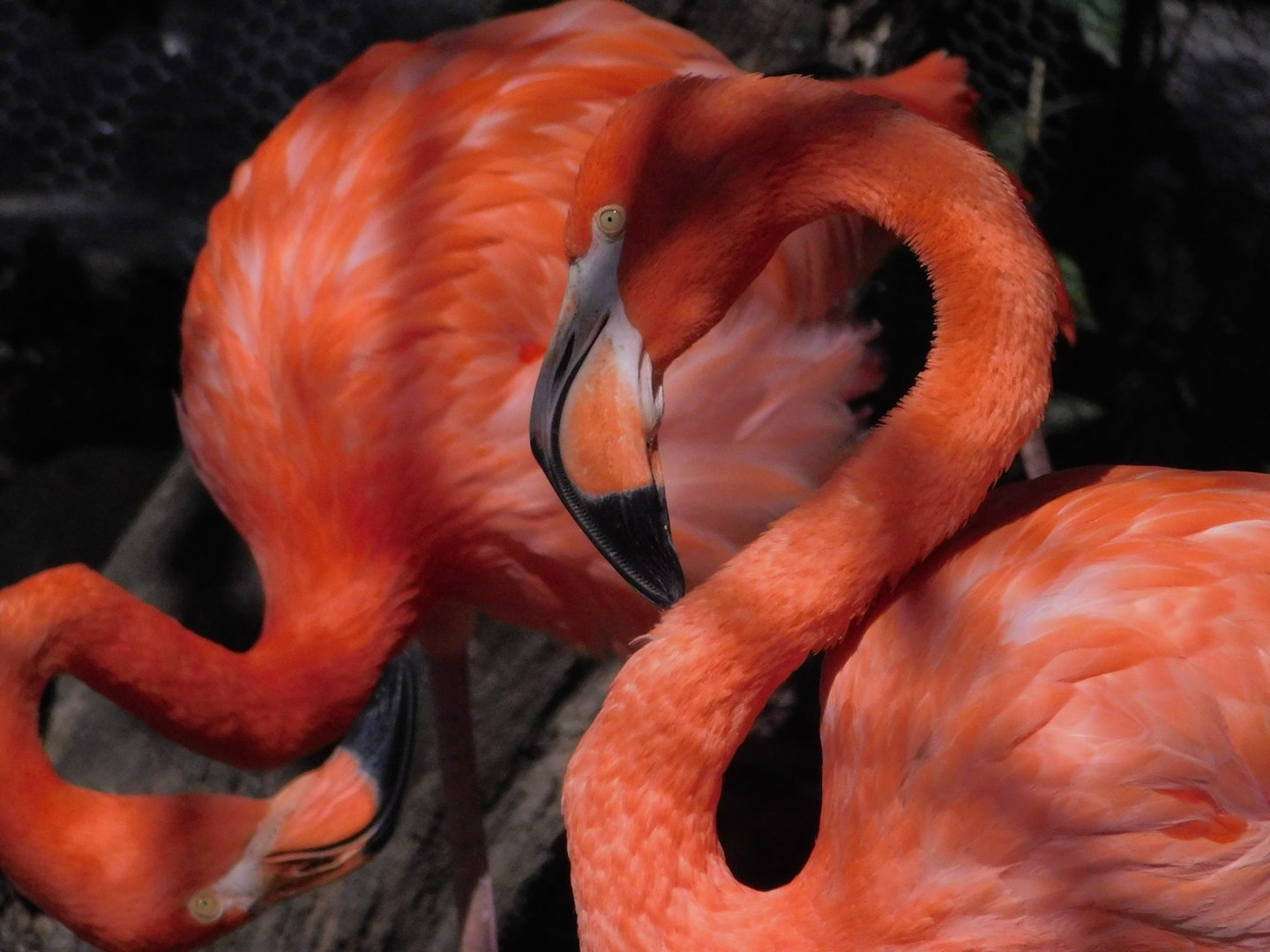 Indianapolis Zoo- Caribbean Flamingo