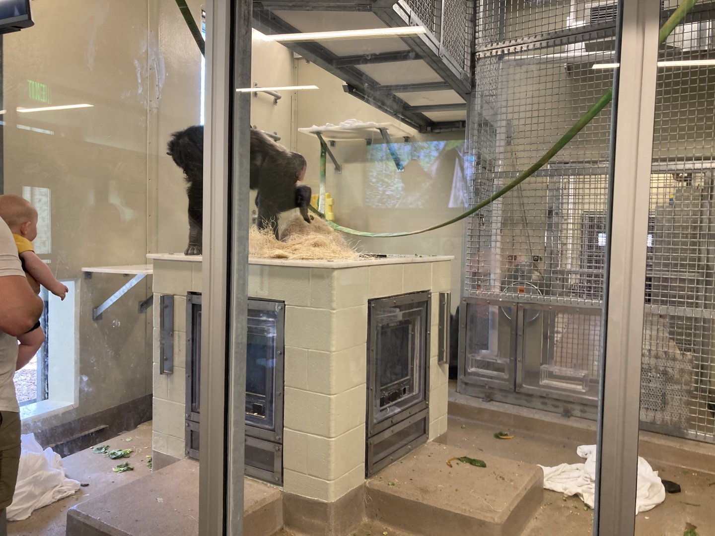 Indianapolis Zoo Chimpanzee Cognition Center