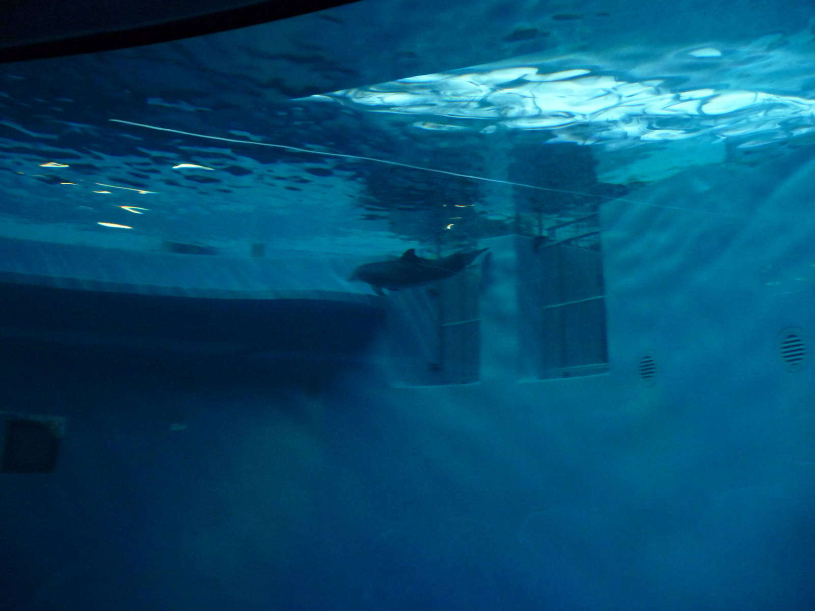 Indianapolis Zoo - Dolphin