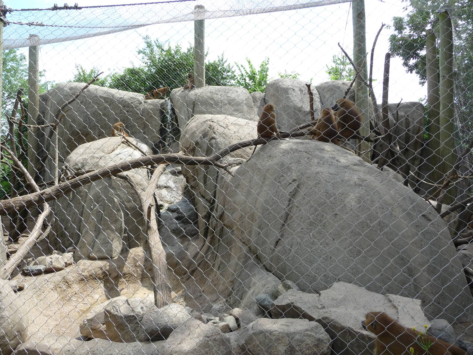 Indianapolis Zoo - Guinea Baboon Exhibit
