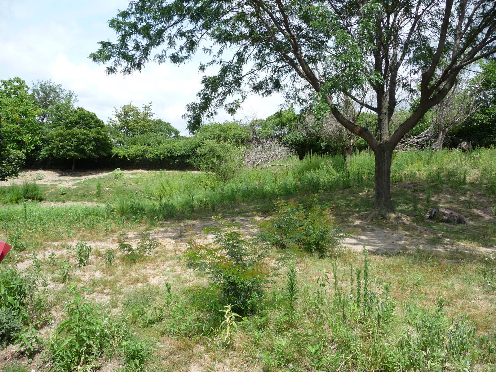 Indianapolis Zoo - Kangaroo/Emu Paddock