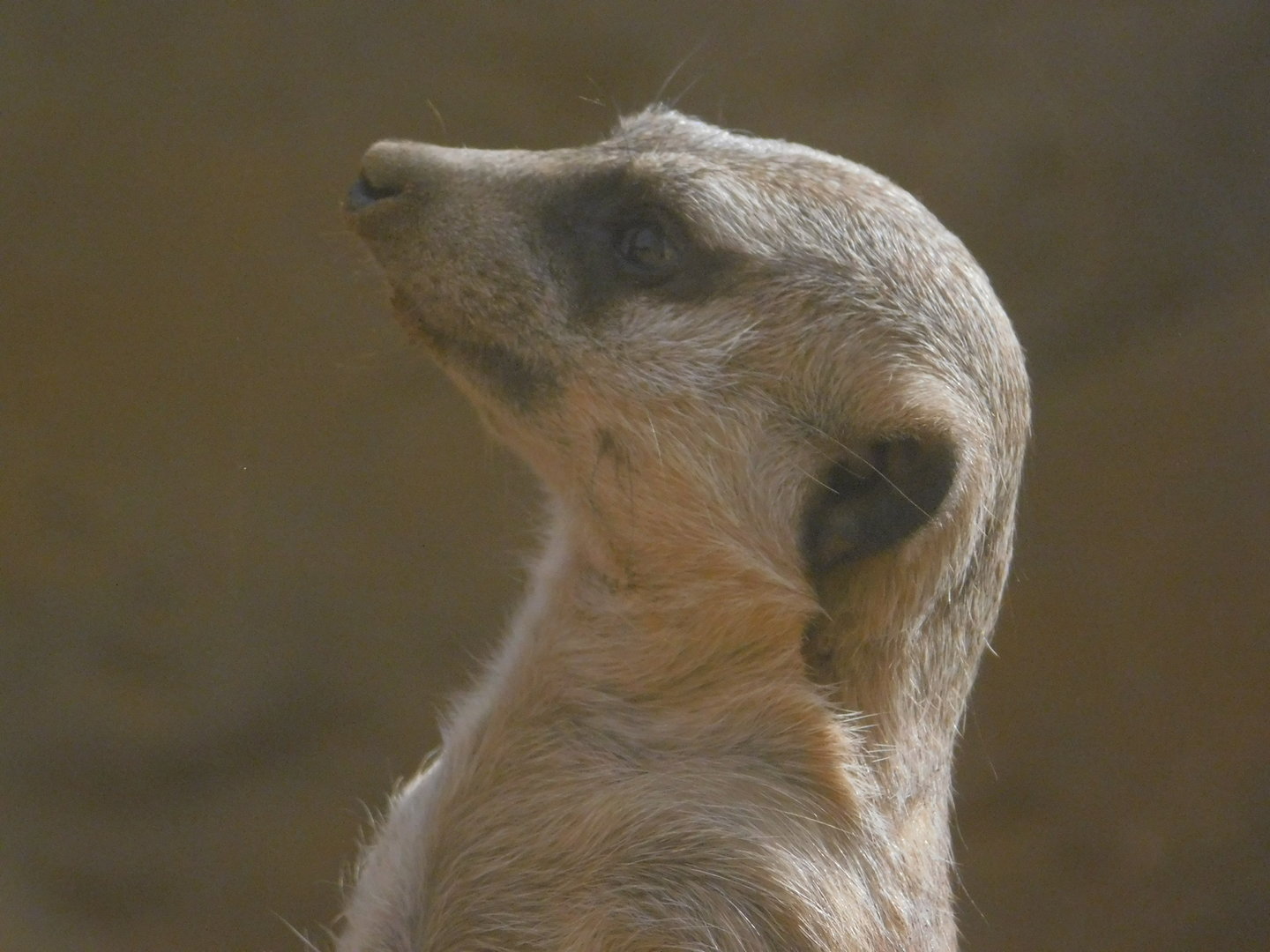 Indianapolis Zoo- Meerkat