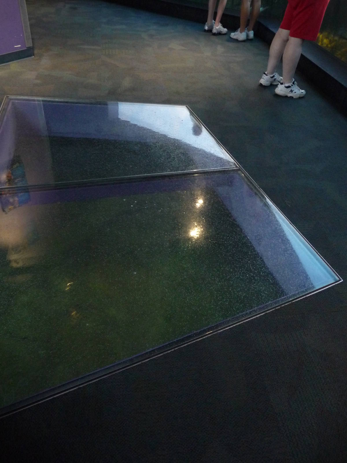 Indianapolis Zoo - Penguin Exhibit