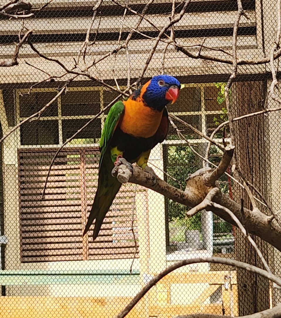 Indianapolis Zoo - Red-collared Lorikeet