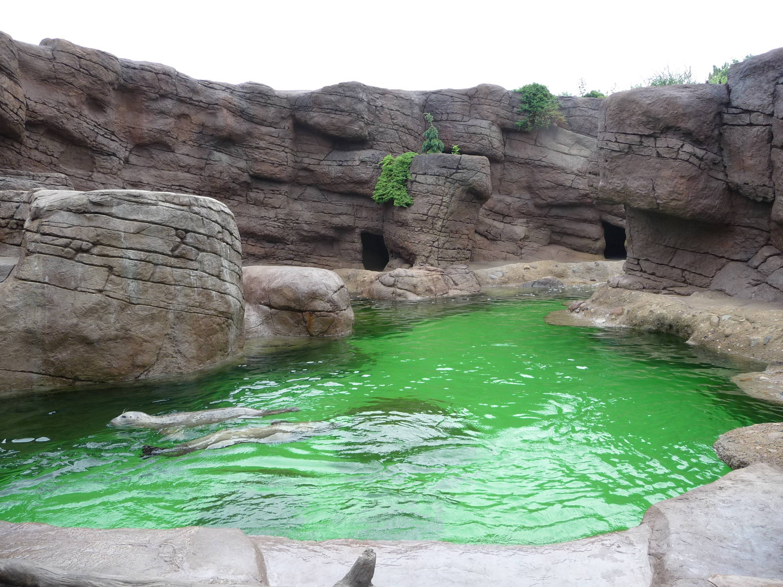 Indianapolis Zoo - Seal/Sea Lion Pool