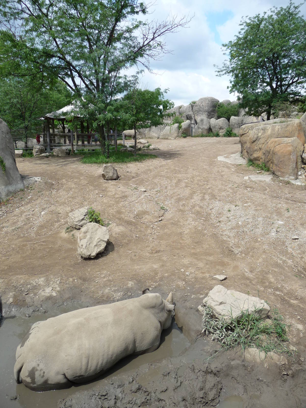 Indianapolis Zoo - White rhino