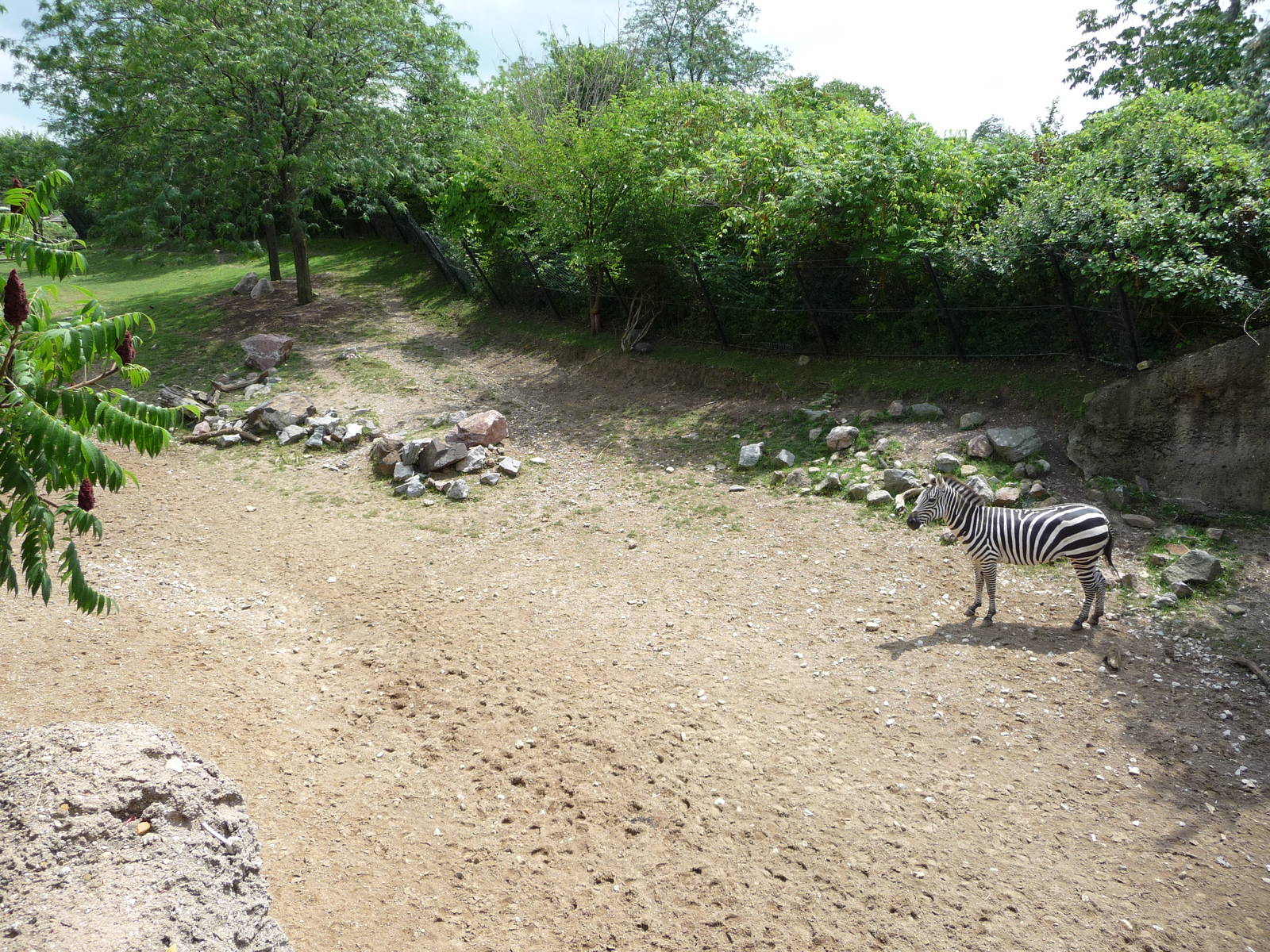 Indianapolis Zoo - Zebra Exhibit