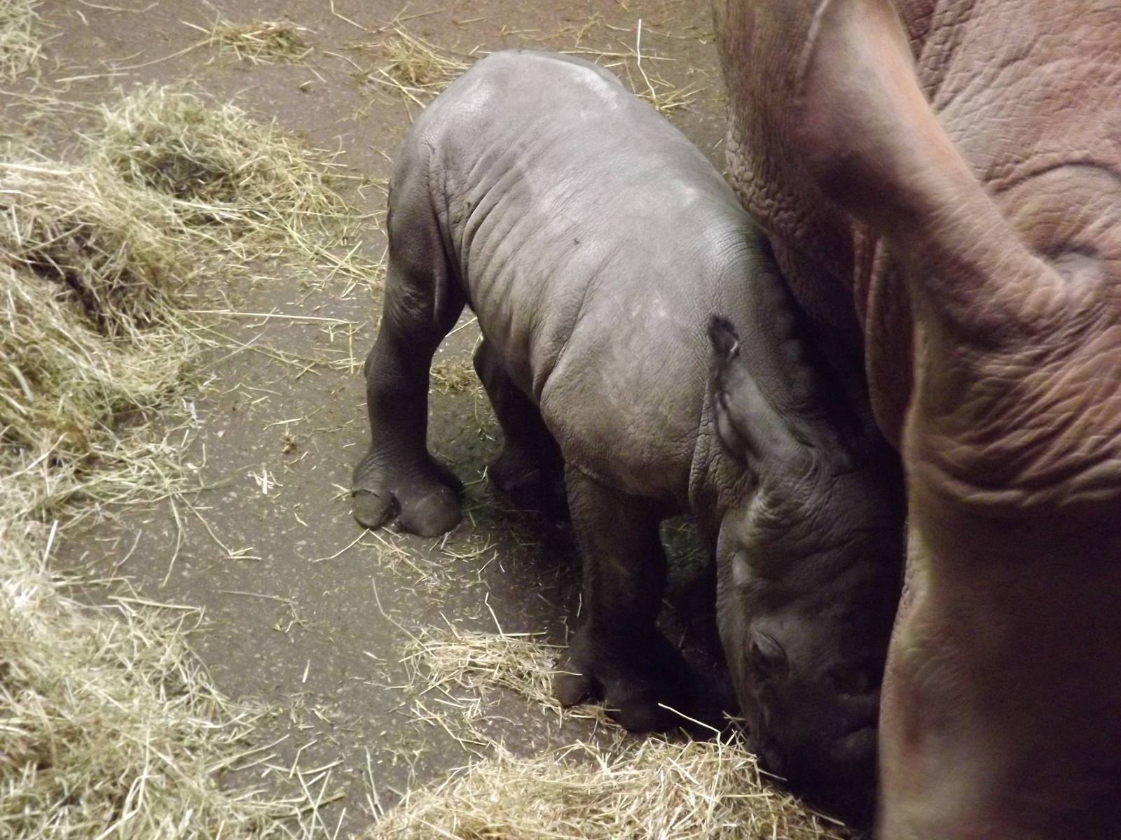 Indianna the Southern white rhino at South Lakes WAP 26/11/11