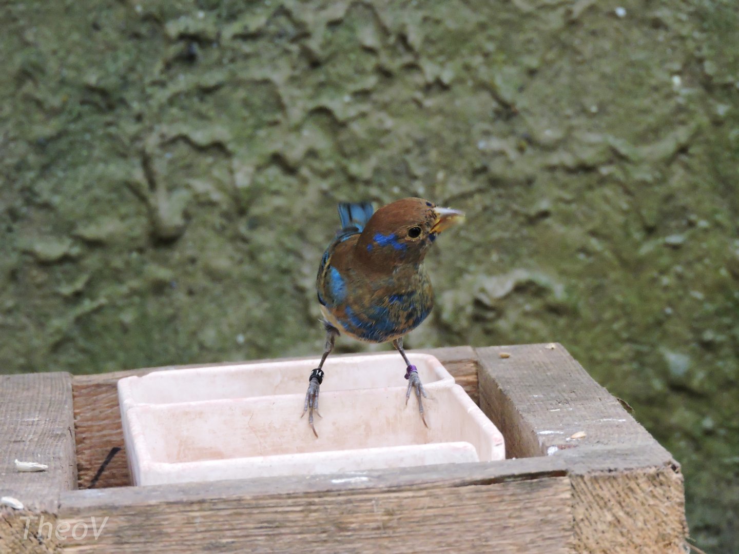 Indigo bunting [2015]