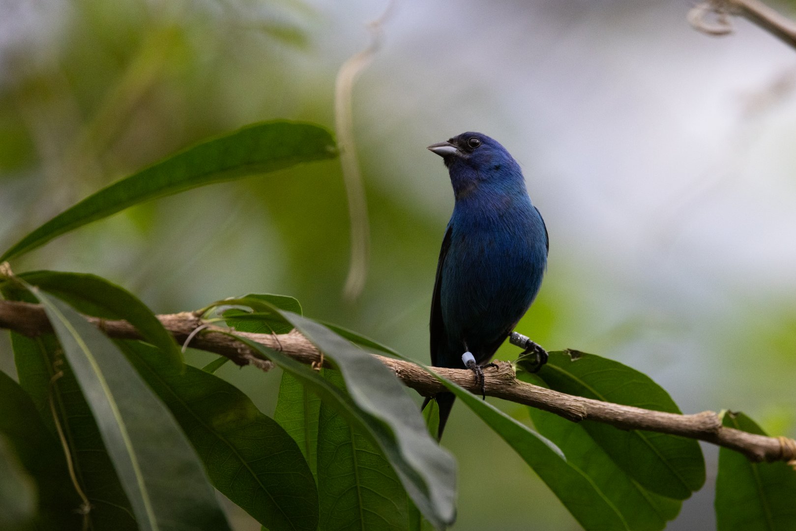 Indigo Bunting (Passerina cyanea) - Mangrove