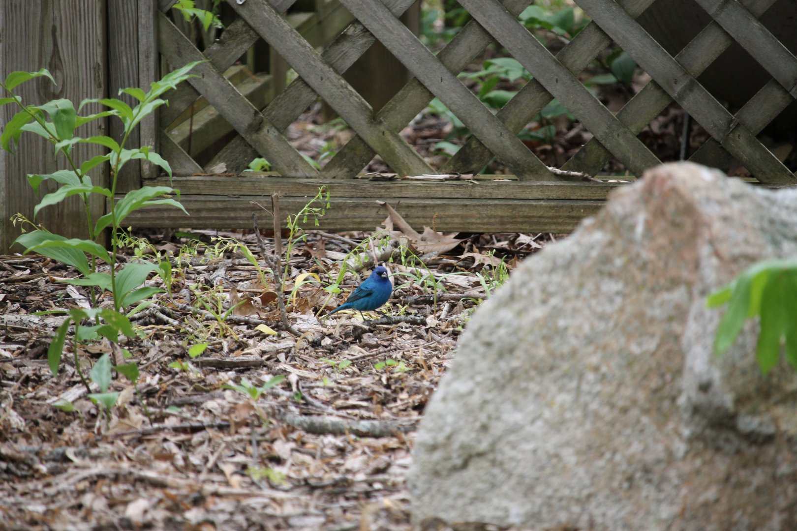 Indigo Bunting (Passerina cyanea)