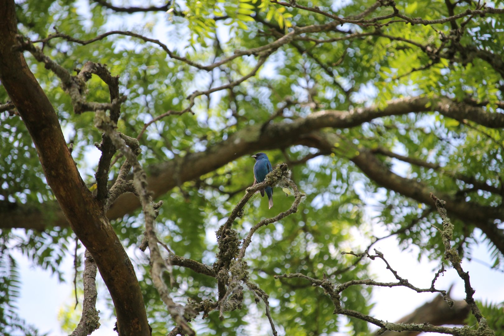 Indigo Bunting (Passerina cyanea)