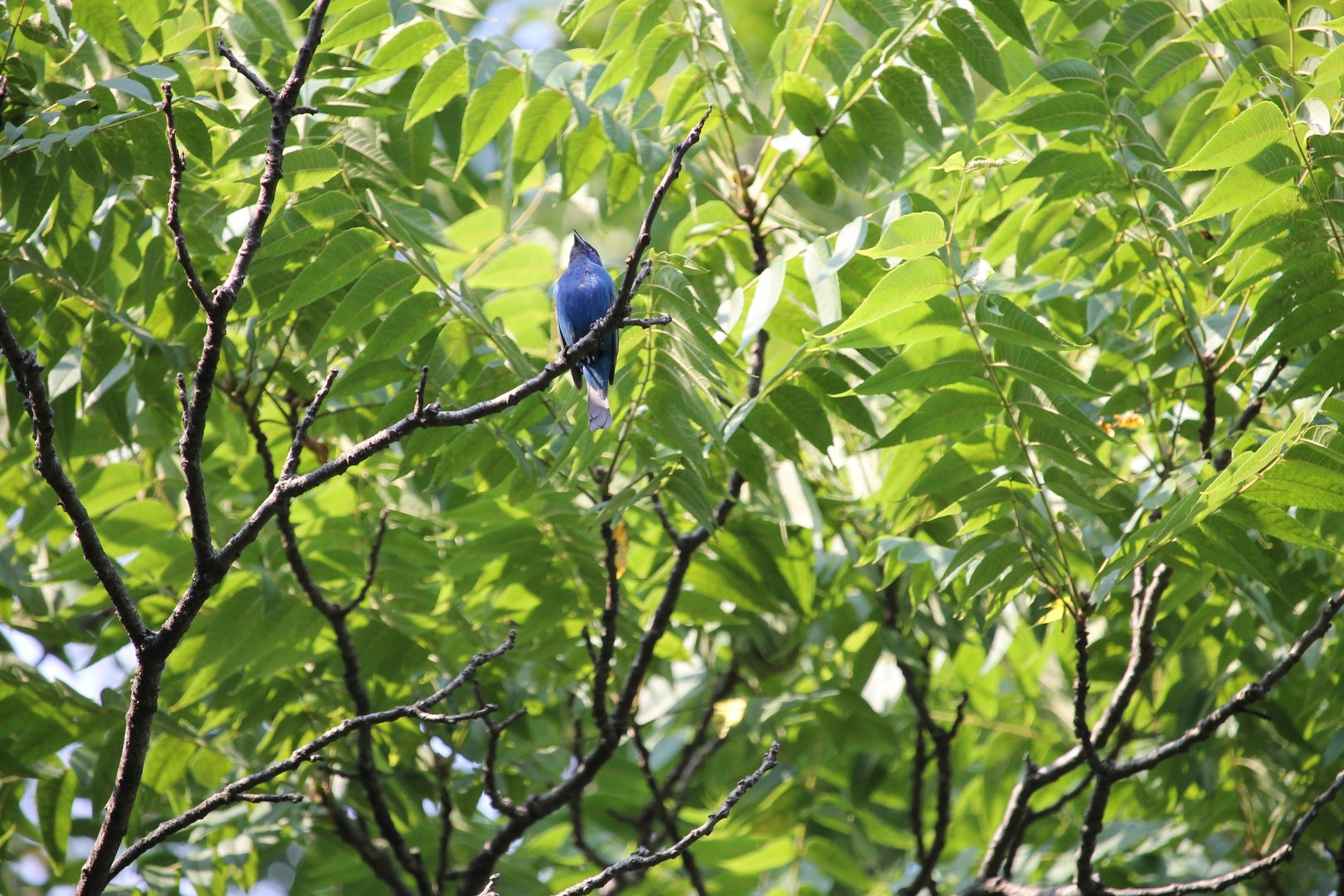 Indigo Bunting (Passerina cyanea)