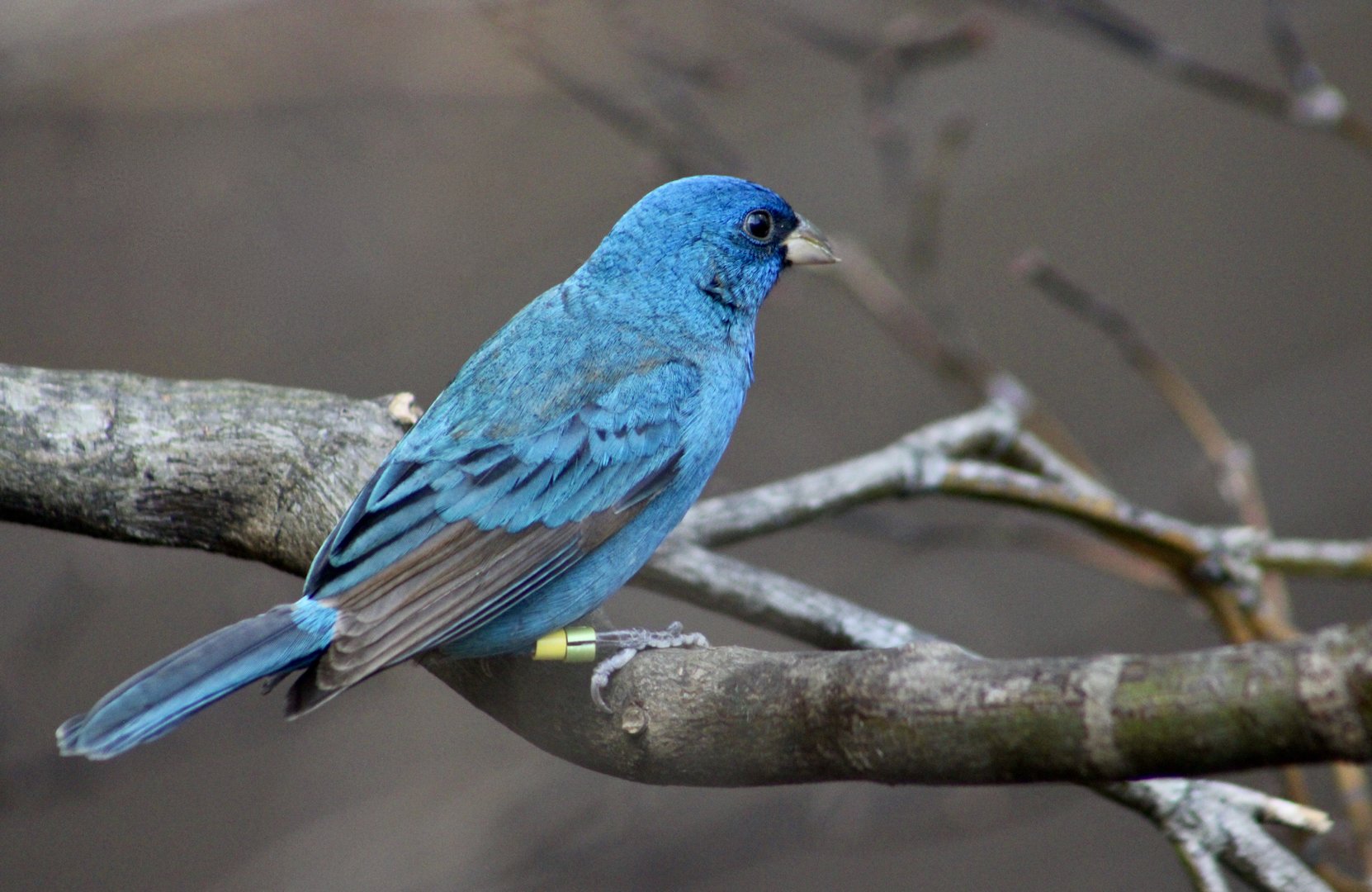 Indigo Bunting (Passerina cyanea)