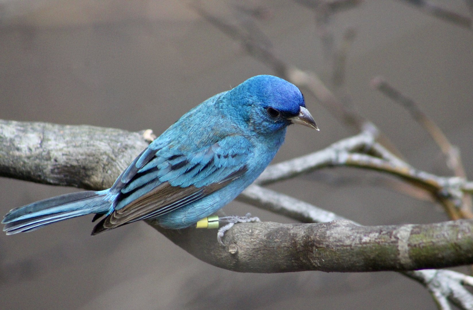 Indigo Bunting (Passerina cyanea)