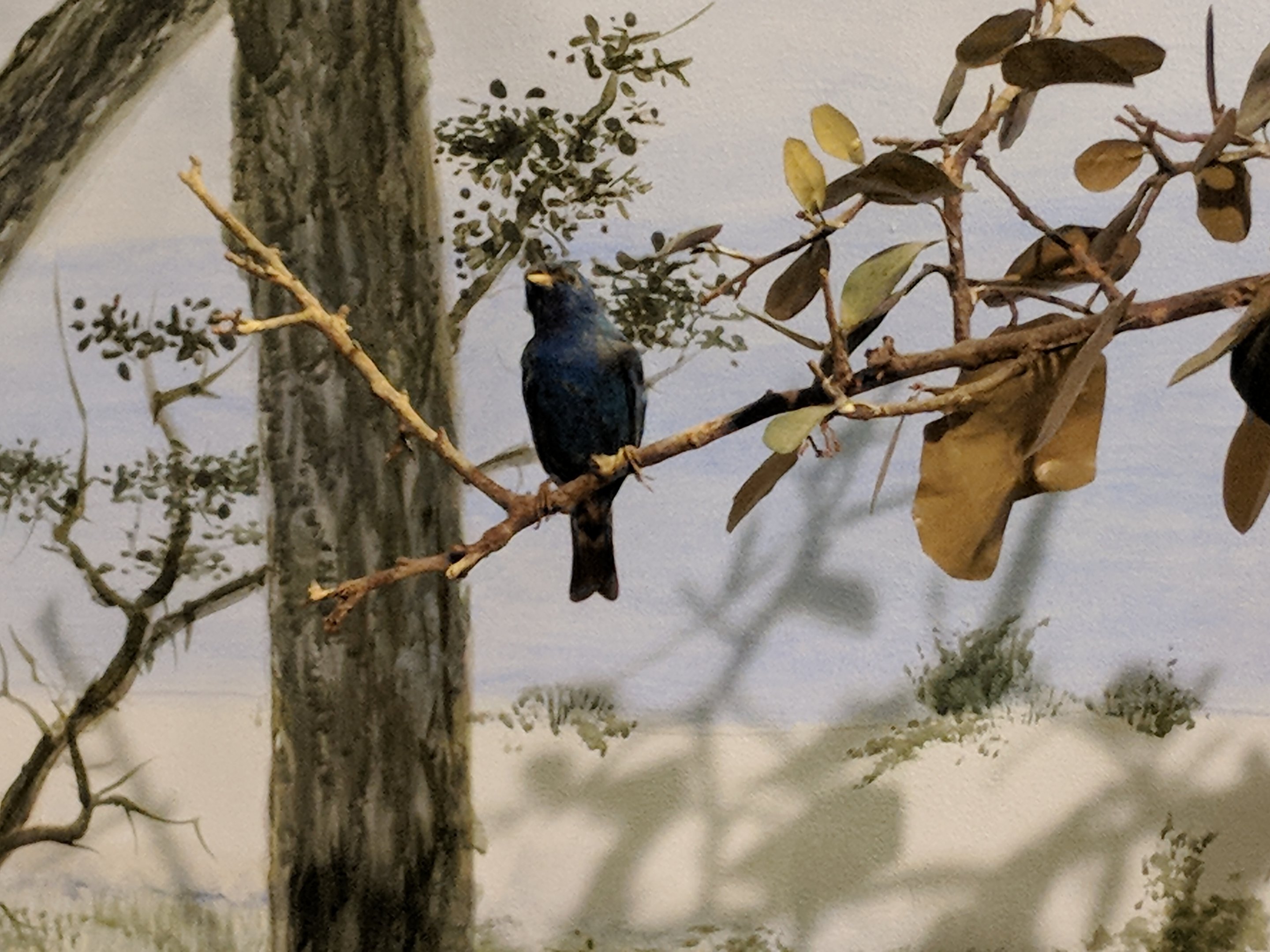 Indigo bunting (Passerina cyanea)