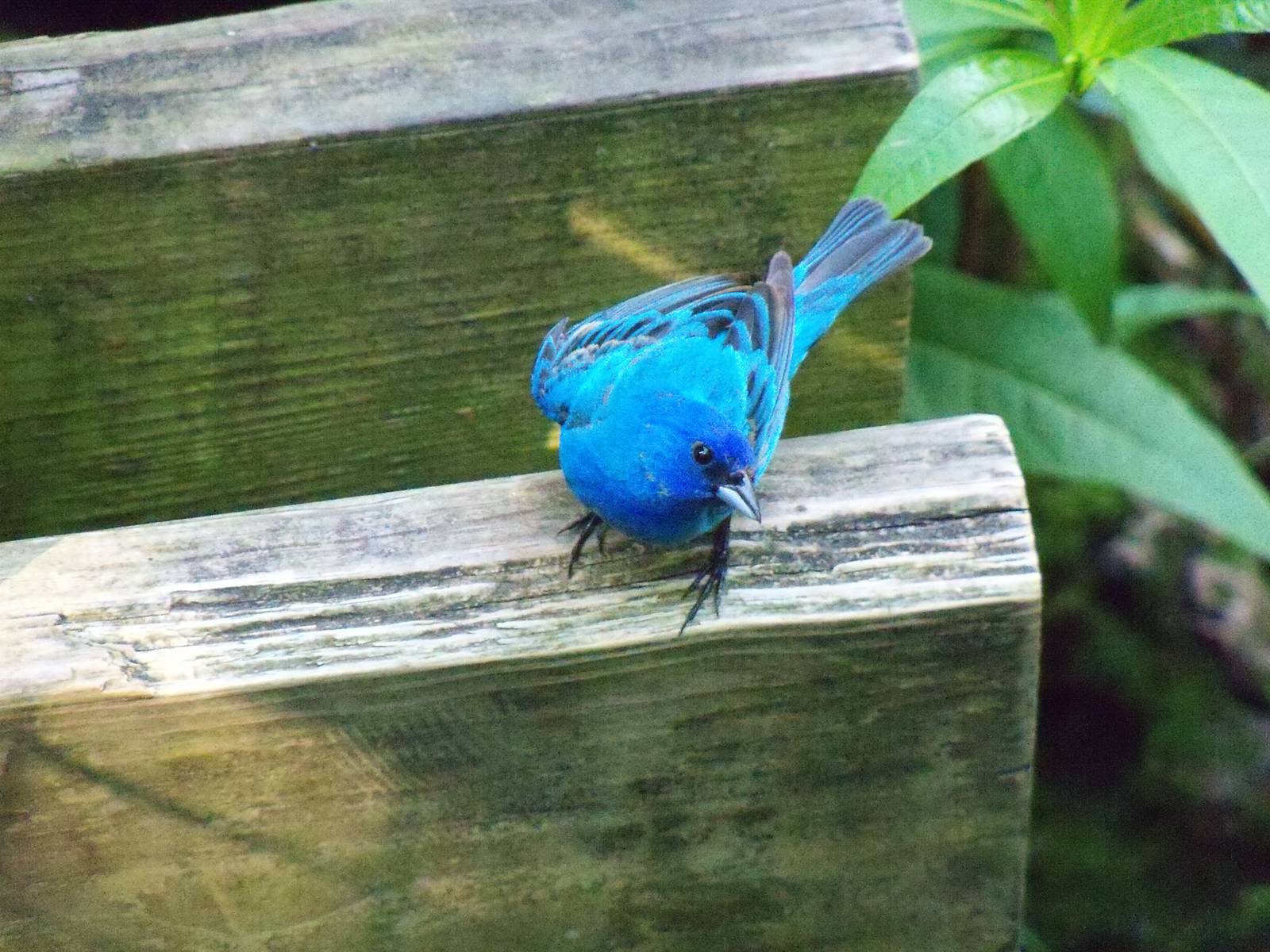 Indigo Bunting