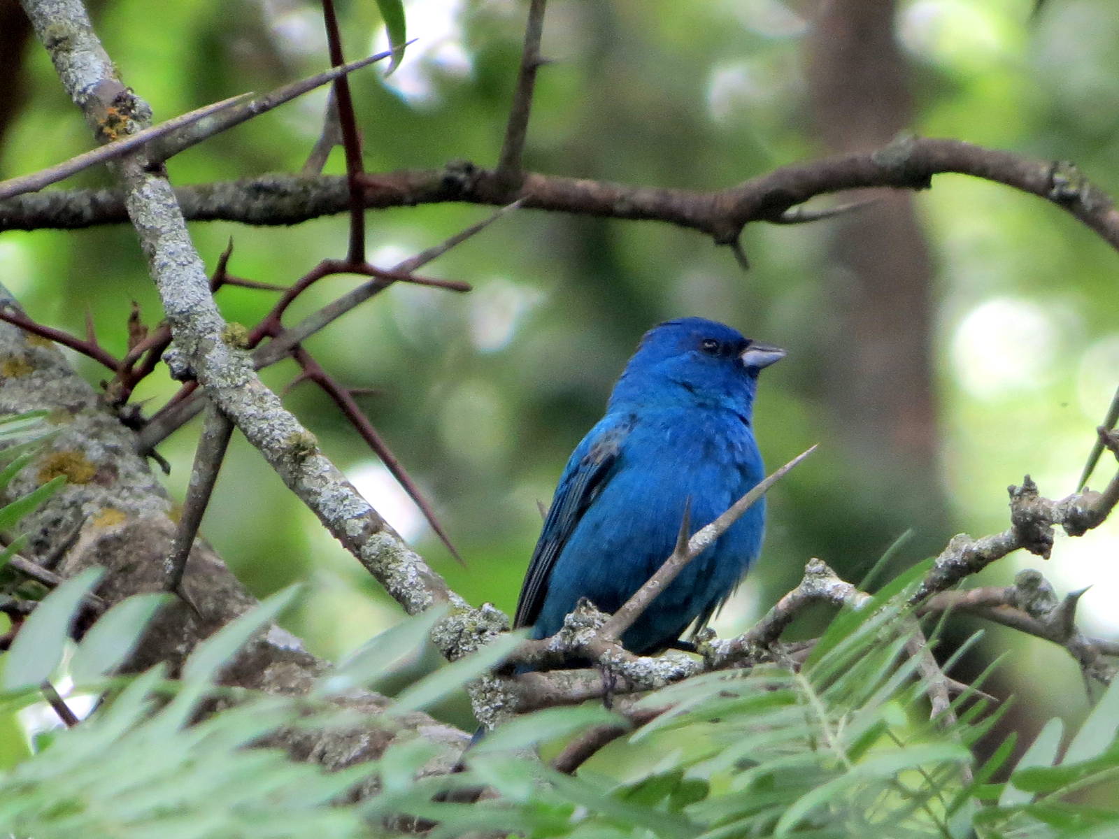 Indigo Bunting