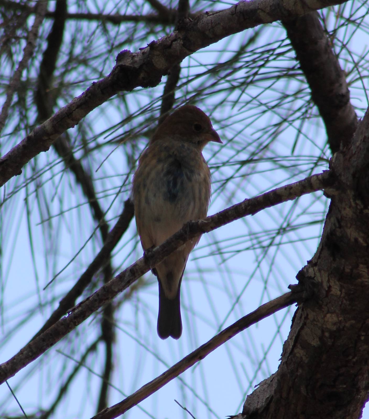 Indigo bunting