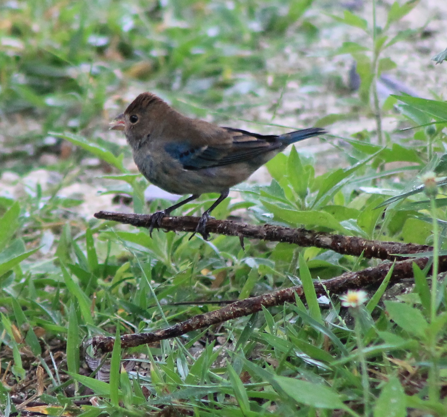 Indigo bunting