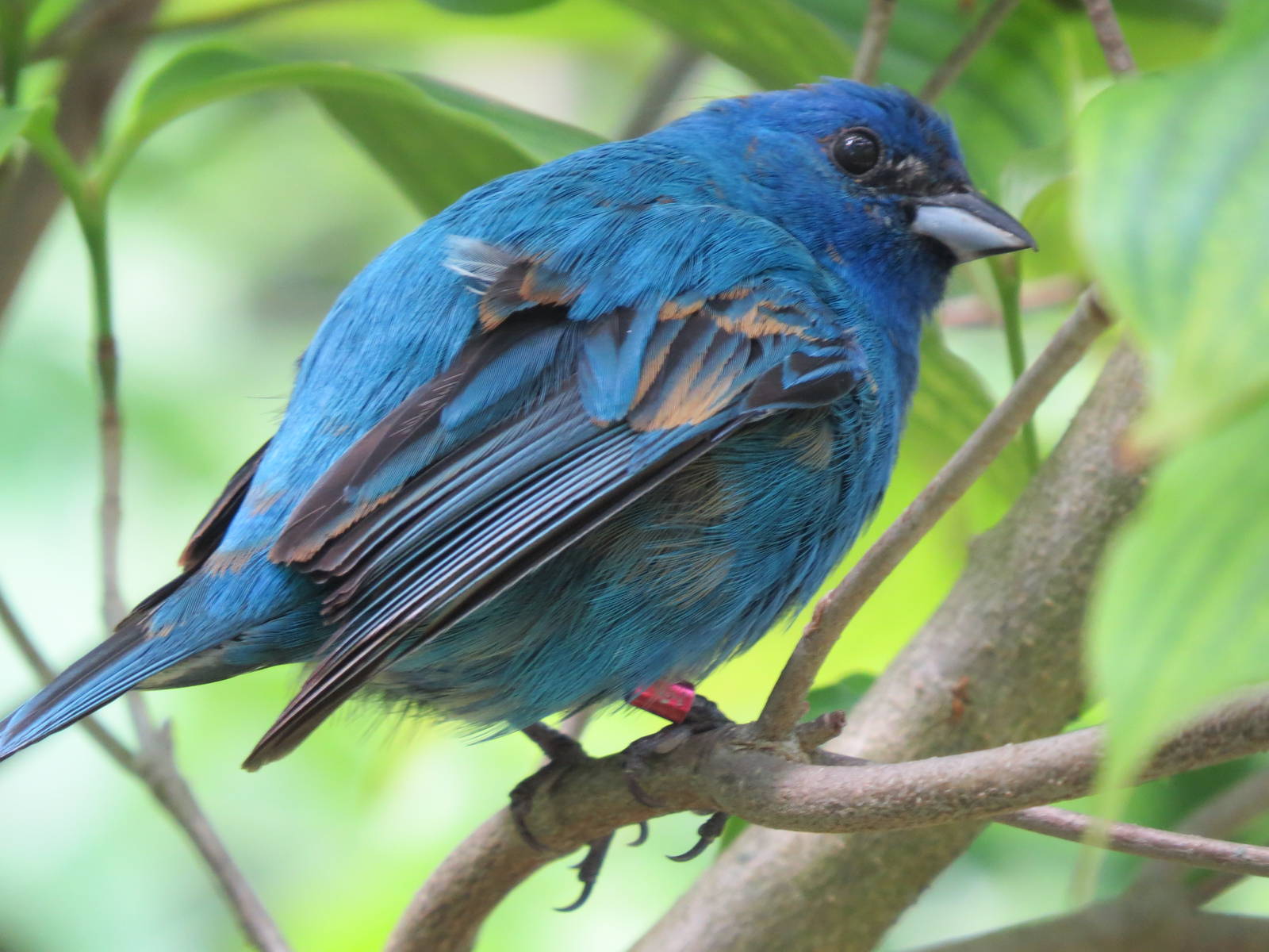 Indigo Bunting