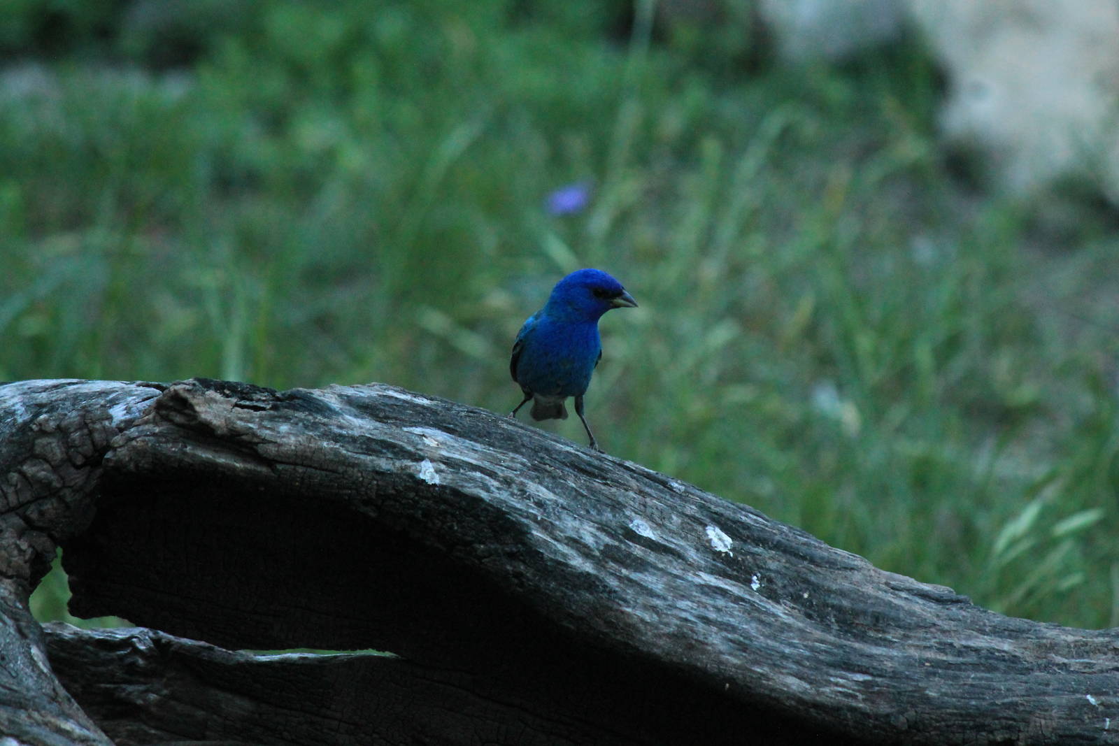 Indigo Bunting