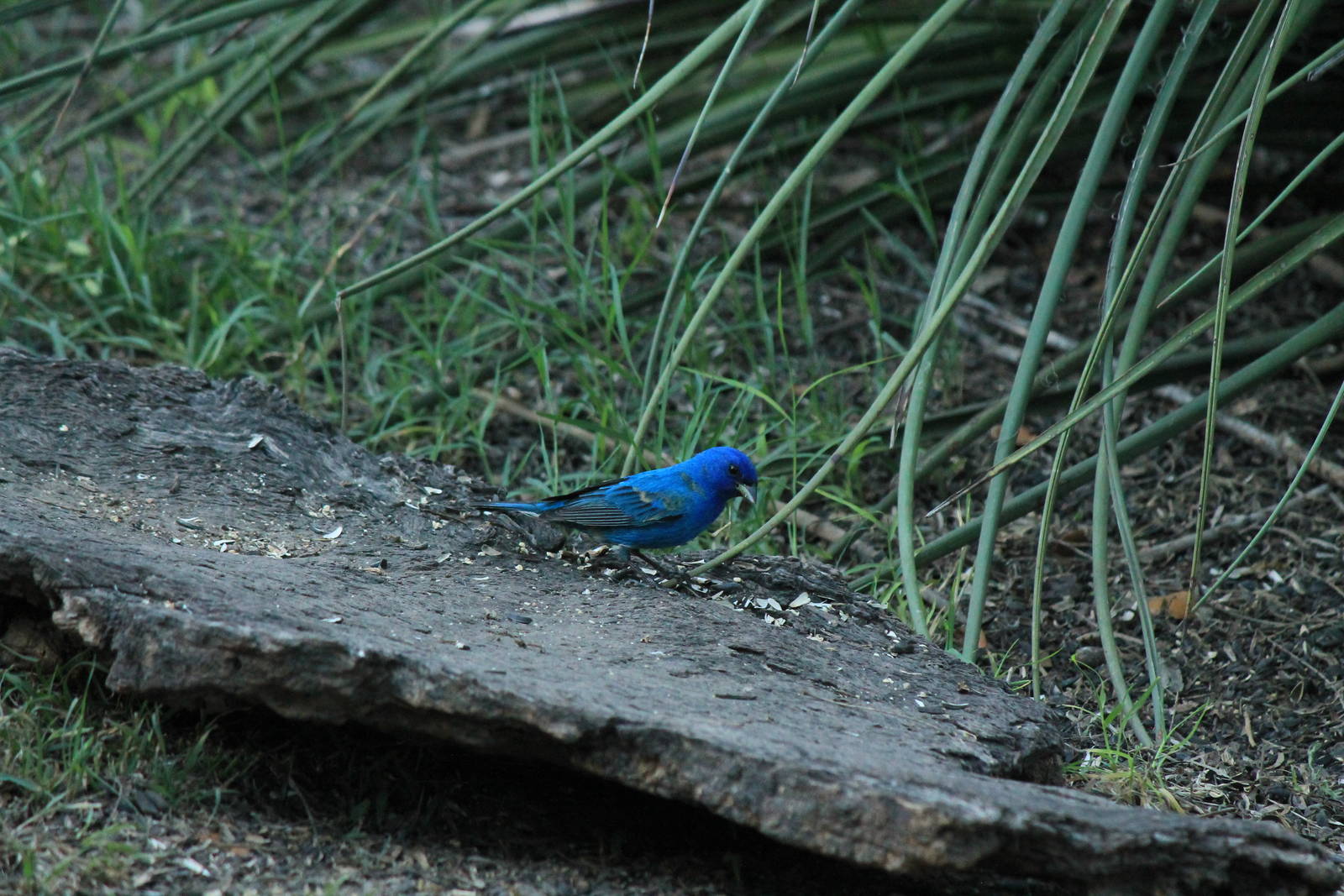 Indigo Bunting