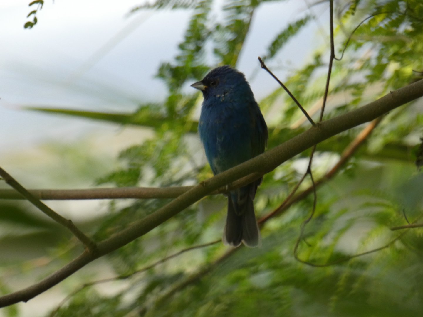 Indigo Bunting