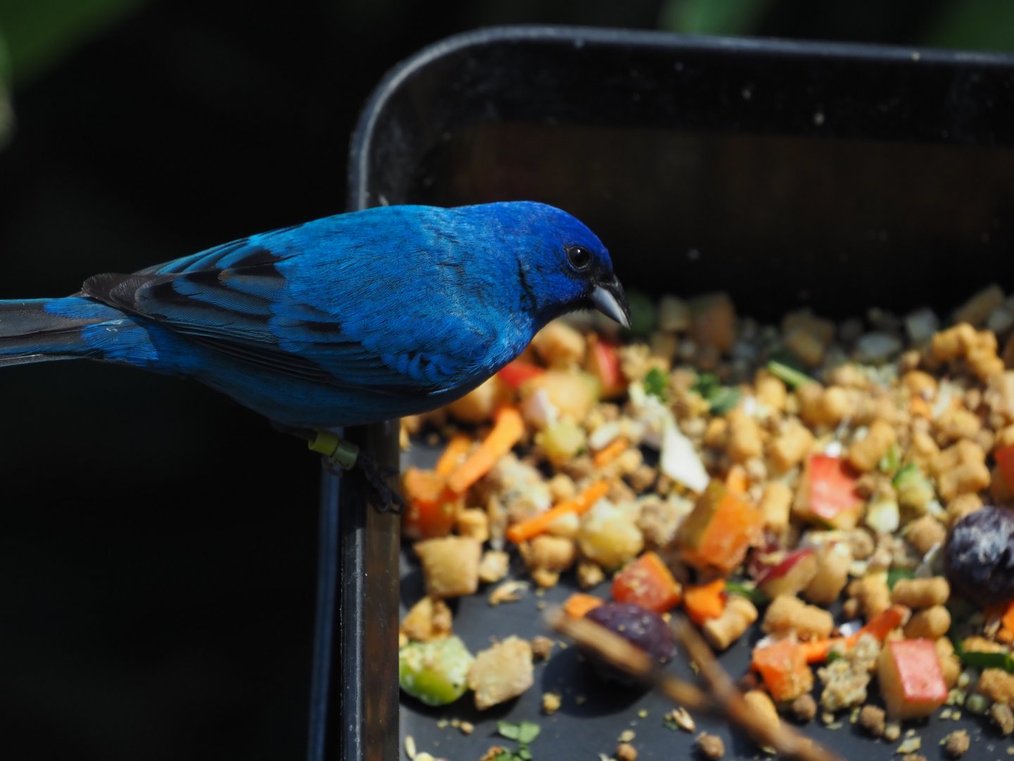 Indigo Bunting