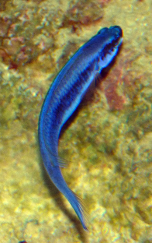 Indigo dottyback (Pseudochromis fridmani x sankeyi), ID by Great Argus