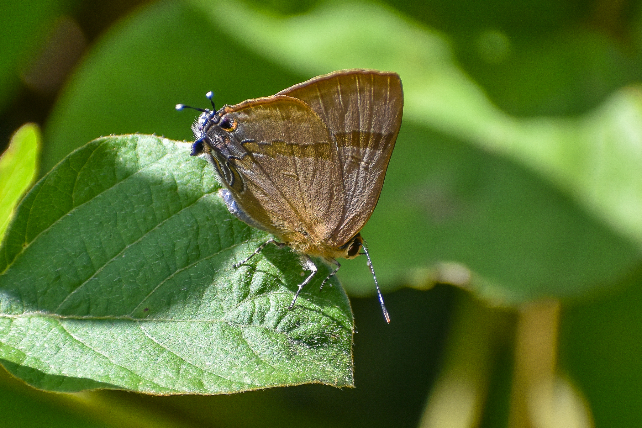 Indigo Flash (Rapala varuna)