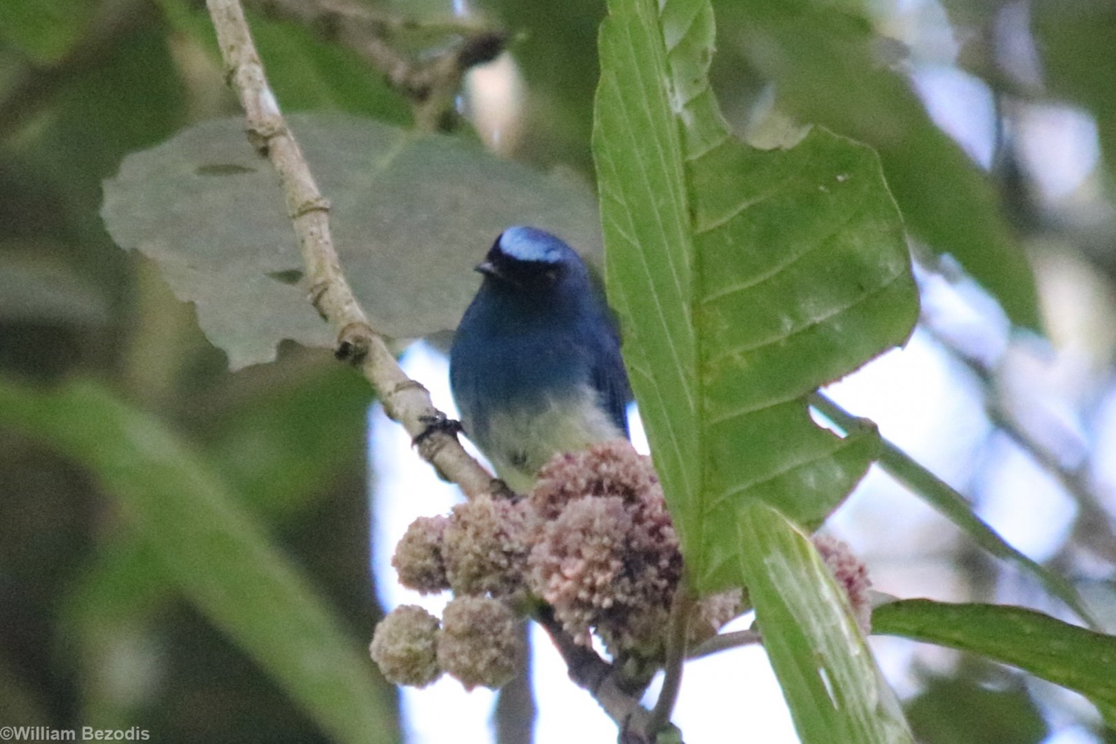 Indigo Flycatcher