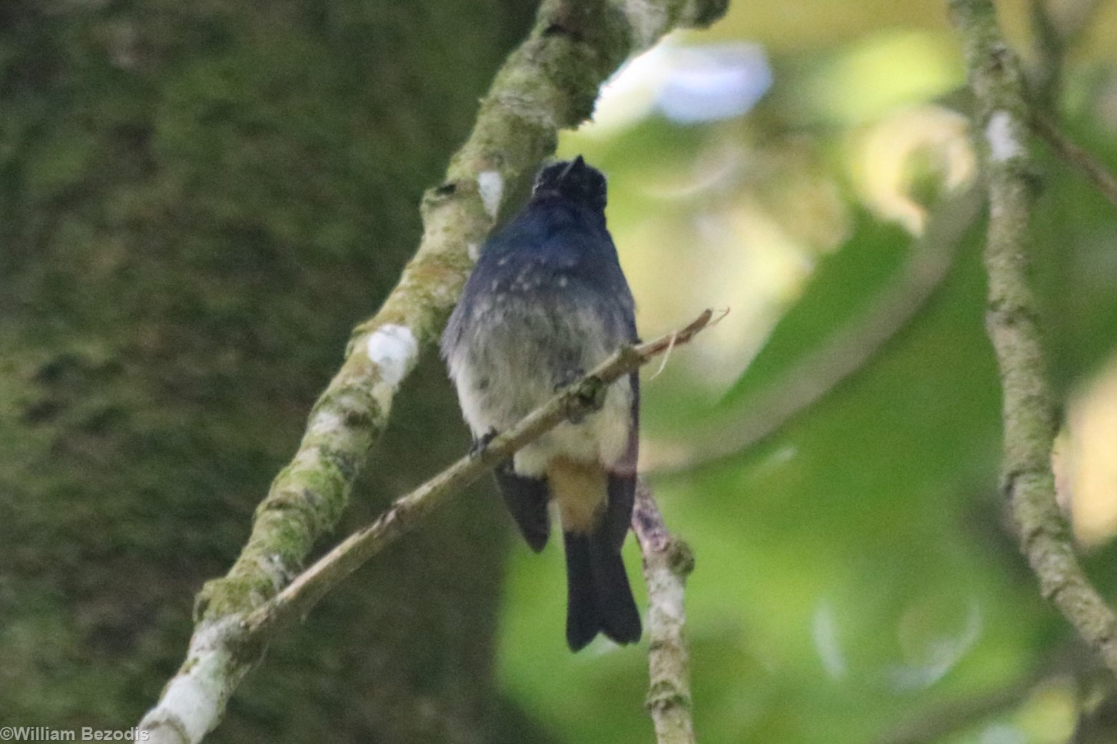Indigo Flycatcher