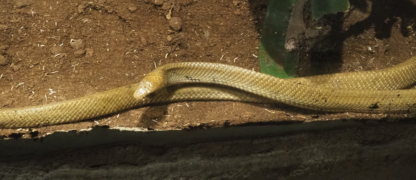 Indigo snake (Drymarchon corais), 2020-06-20
